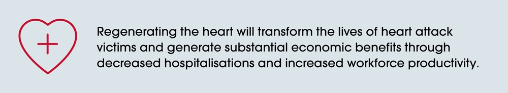 Image with a light gray background featuring a red heart outline with a plus sign inside it on the left. To the right, black text reads: 'Regenerating the heart will transform the lives of heart attack victims and generate substantial economic benefits through decreased hospitalisations and increased workforce productivity.